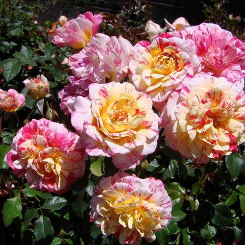 Světle růžová - Stromkové růže, květy kvetou ve skupinkách - stromková růže s keřovitým tvarem koruny